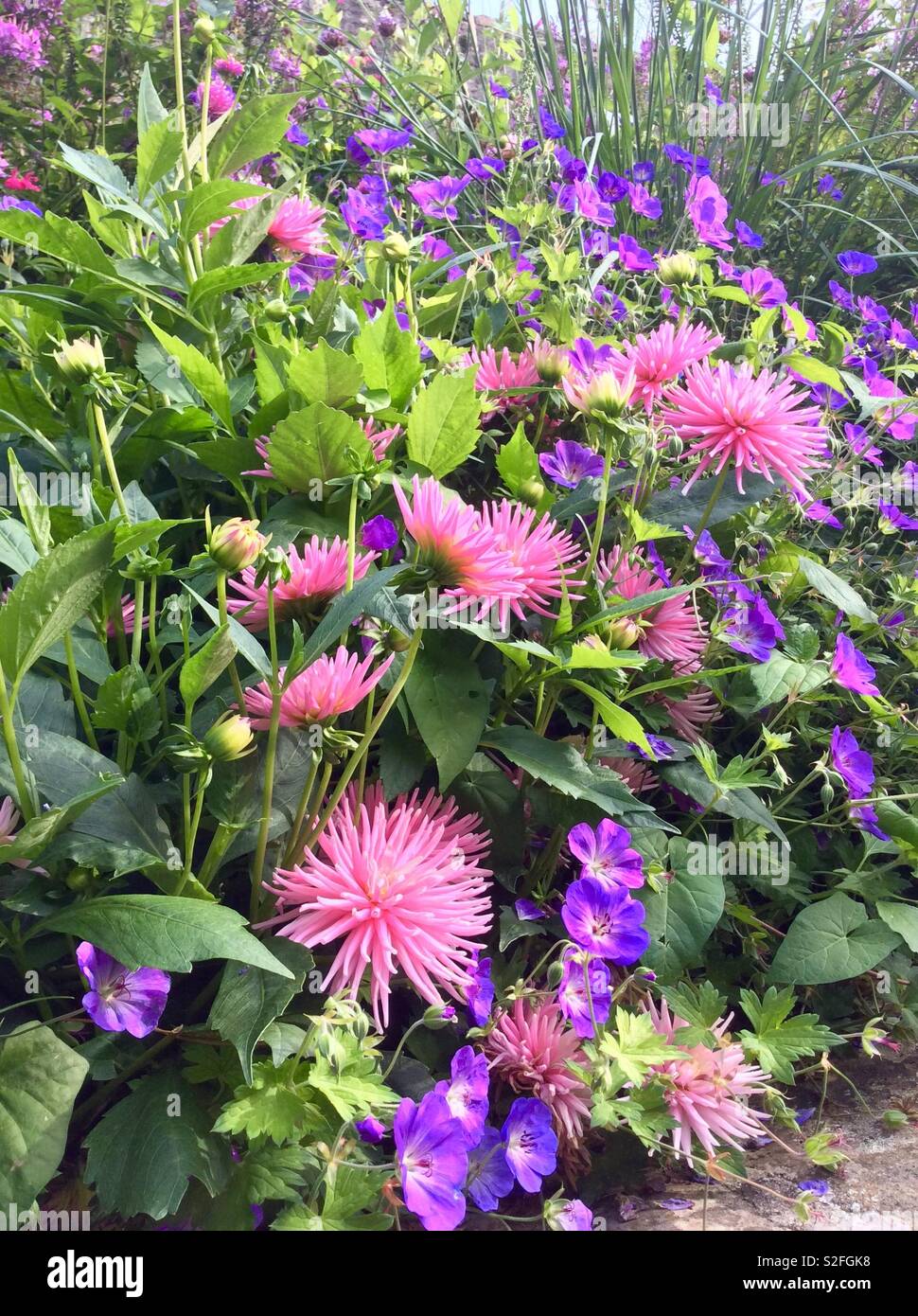 Rosa spikey Dahlien und Lila bell Blumen im französischen Garten Stockfoto