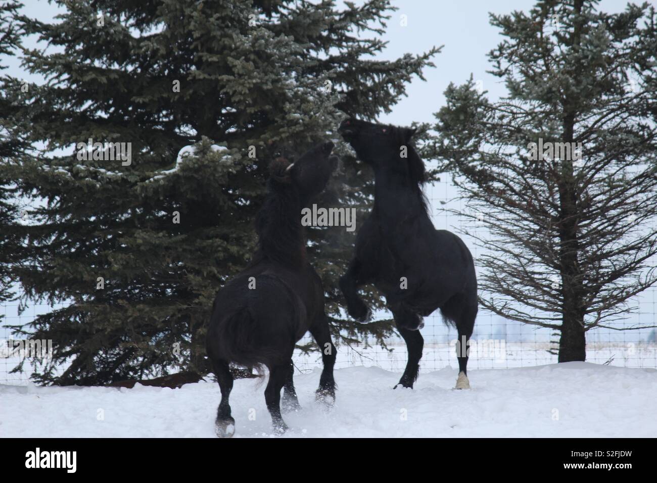 Schwarz Percheron Pferde spielen Kämpfen im Winter Stockfoto