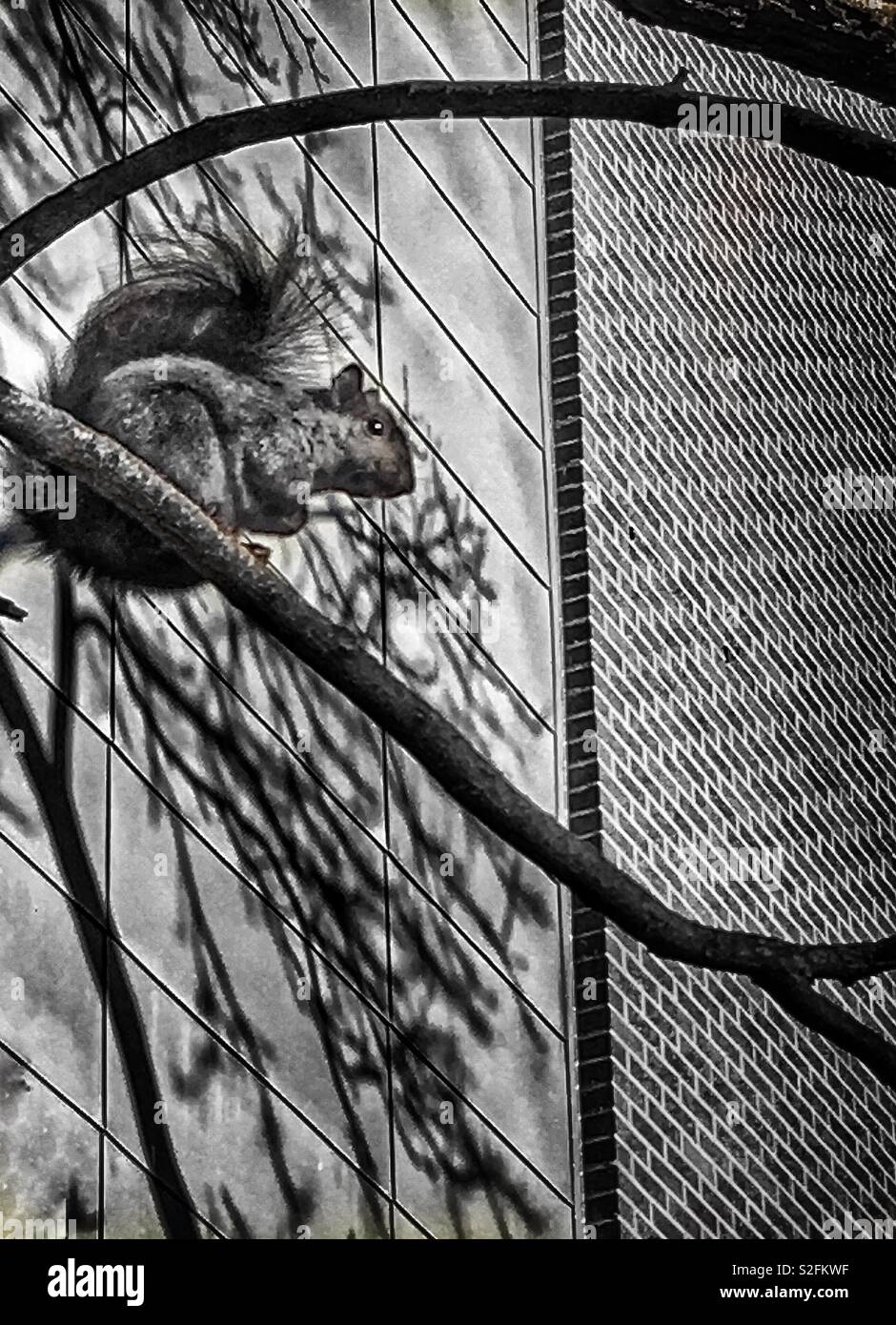 Eichhörnchen, brillanten Schatten & stark abstrakten Gegensatz Wand. Kopieren Sie Platz. Single, Solo & allein auf einem Zweig Stockfoto