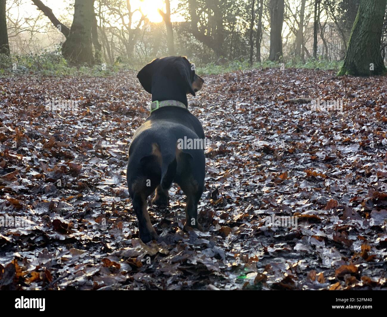 Dackel Hund vorne rechts in einem Wald erschossen, von hinten. - Smartphone-aufgenommenes Stockfoto