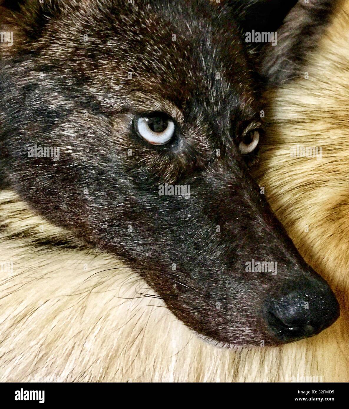 Schwarz mit blauen Augen coydog Kopf ruht auf dem Rücken von langhaarigen Hund Freund - Smartphone-aufgenommenes Stockfoto