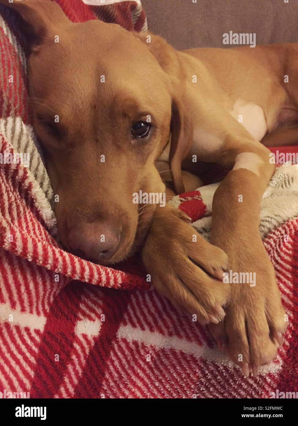 Eine traurige Suche gelben Labrador Retriever Hund nach unten auf einen bequemen Stuhl liegen und Ausruhen nach einer Operation, während gerade in die Kamera schaut Stockfoto