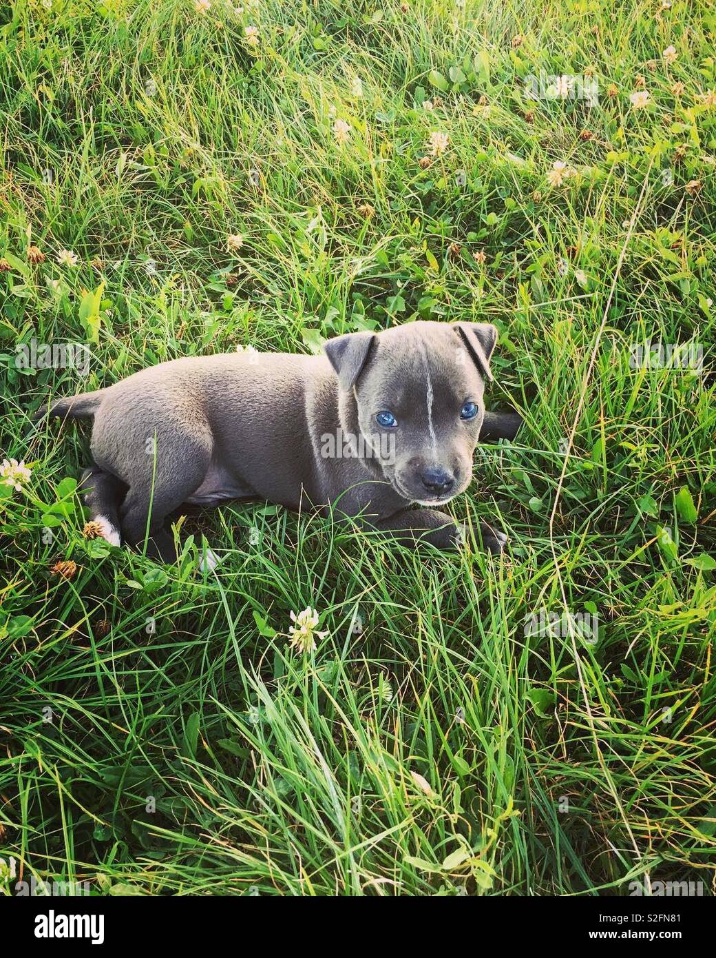 Amstaff wenig Grau Welpe Hund mit blauen Augen im Gras sitzen  Stockfotografie - Alamy
