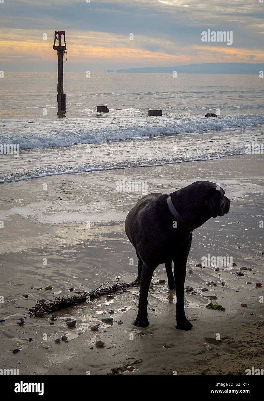 Hund am Strand um das Suchen nach Inhaber - Smartphone-aufgenommenes Stockfoto