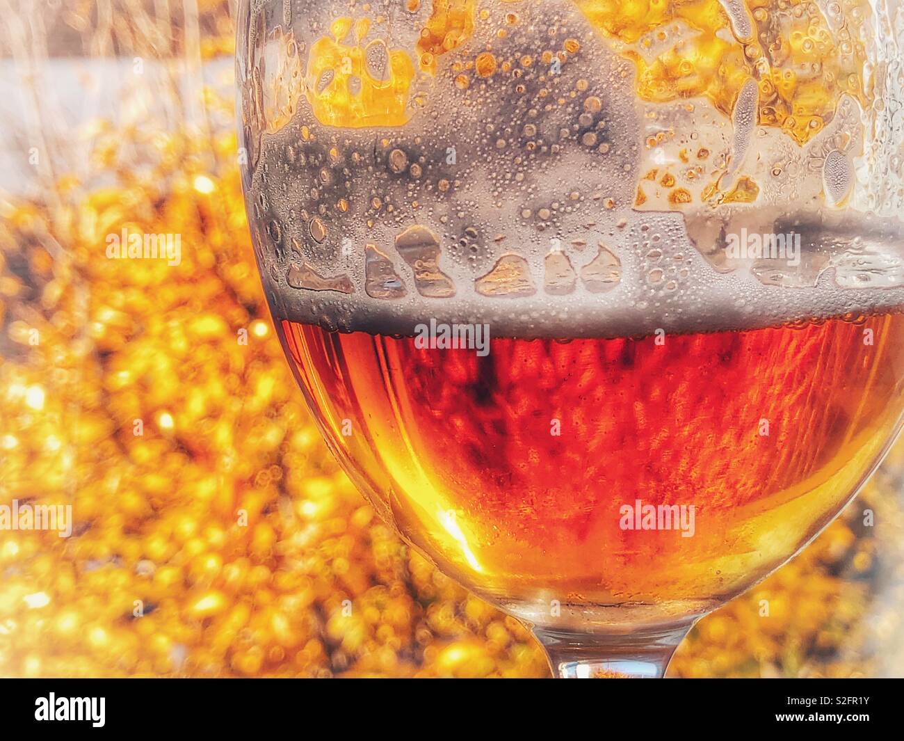 Herbst Farben durch ein Bier Glas - Smartphone-aufgenommenes Stockfoto