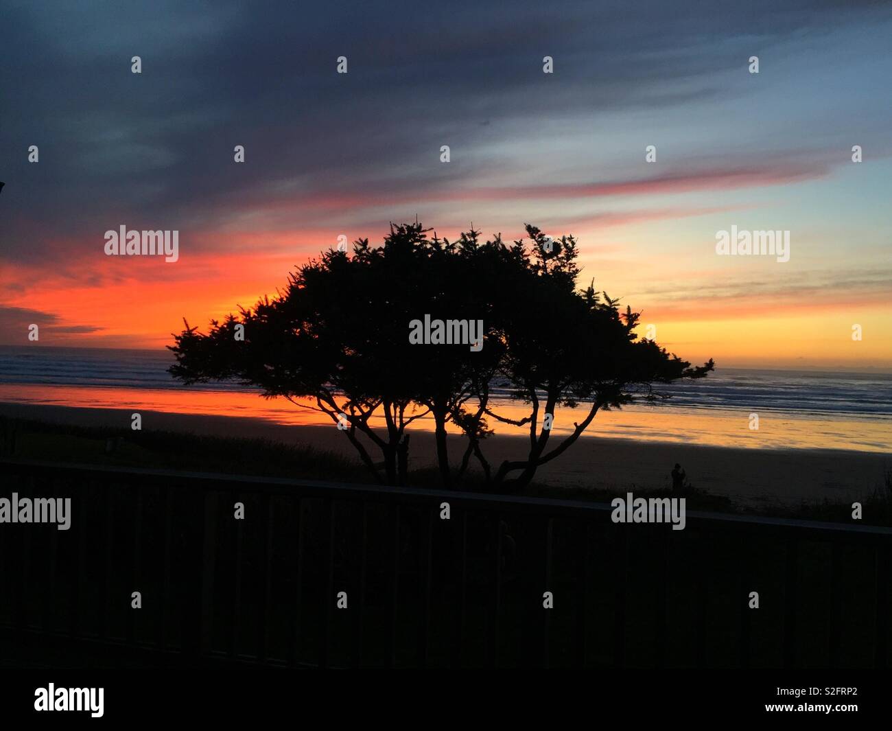 Strand-Baum Stockfoto