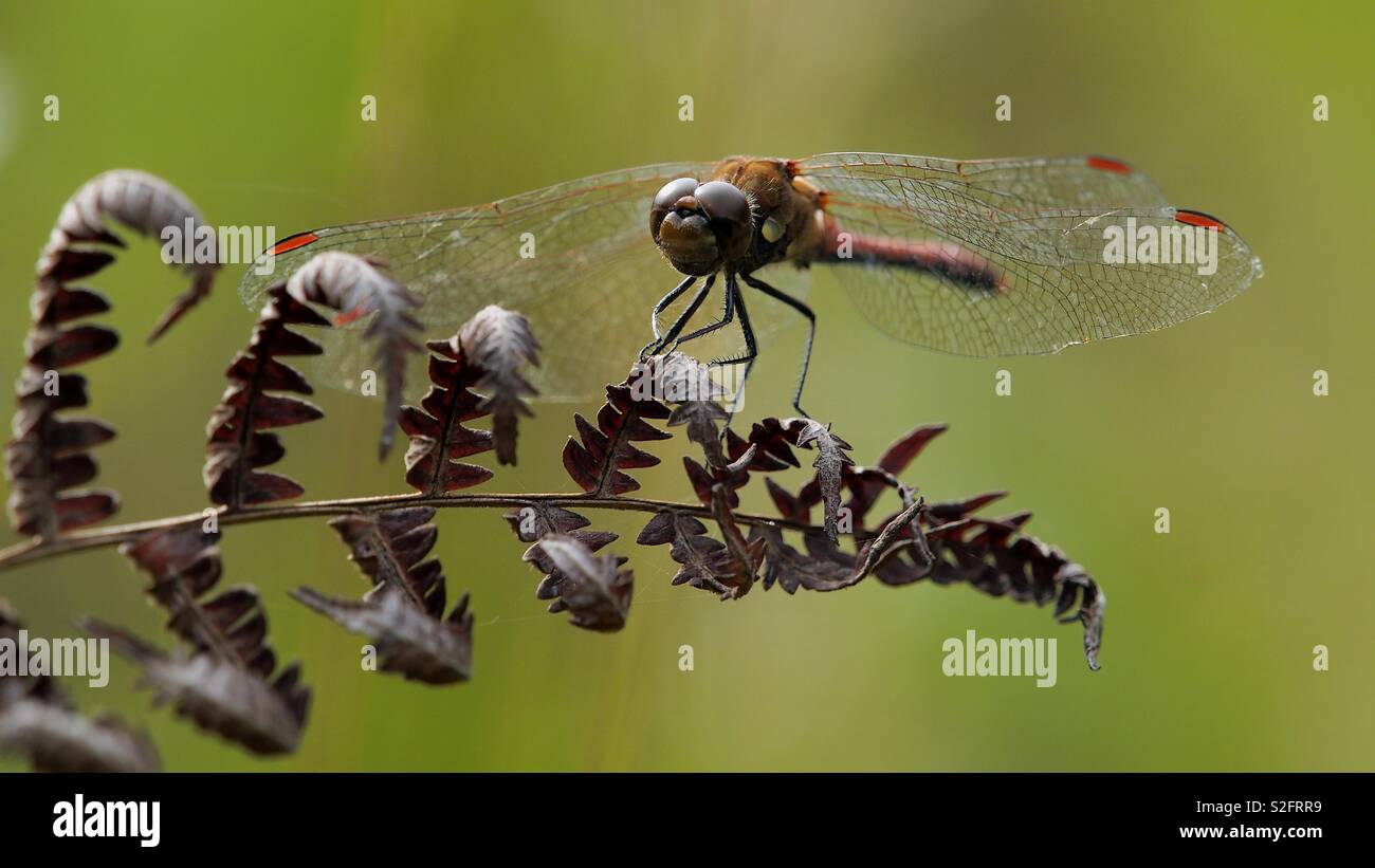 Libelle auf einem Farn Blatt mit ausgebreiteten Flügeln Stockfoto