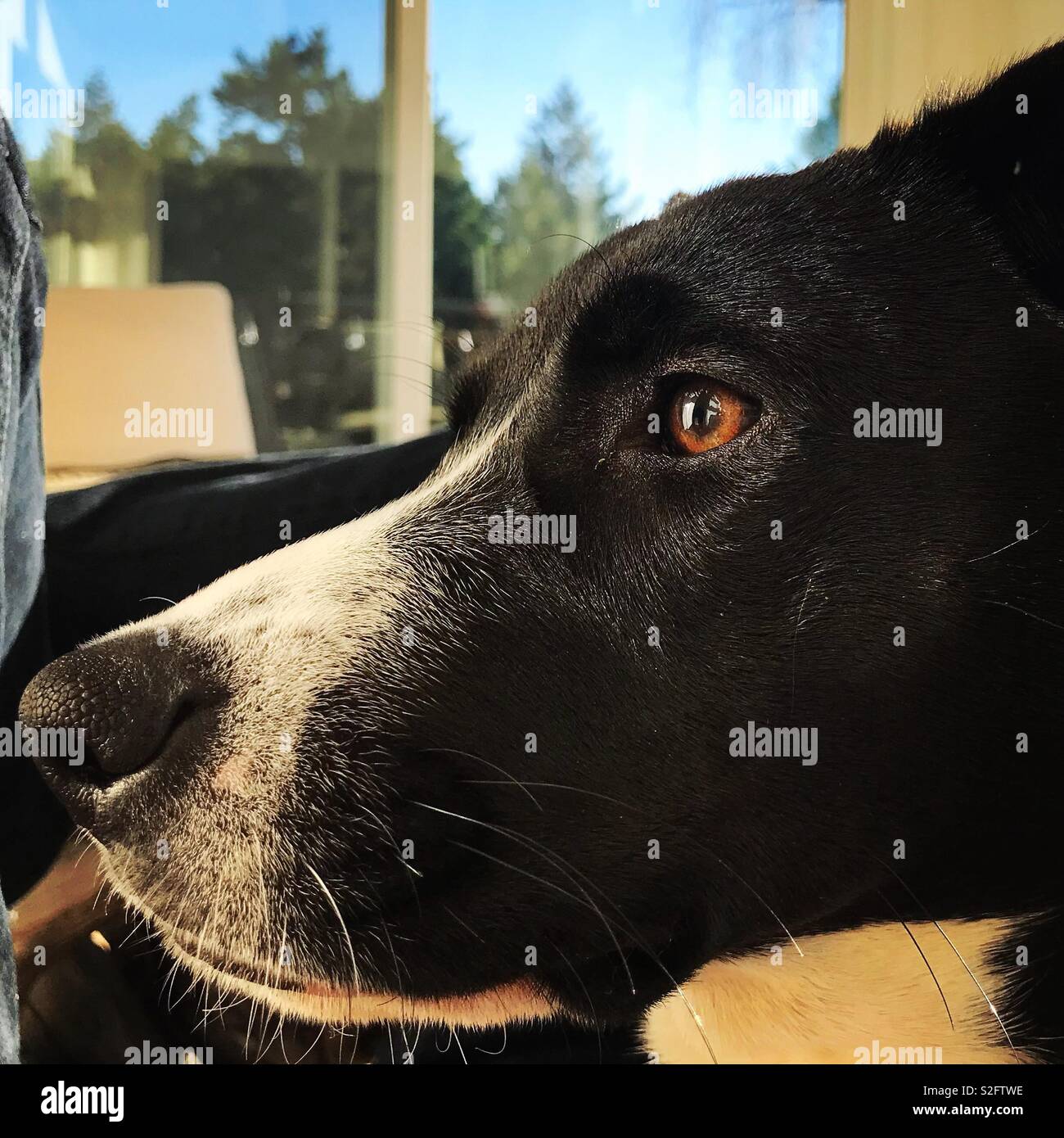 Braunes Auge pup - Smartphone-aufgenommenes Stockfoto