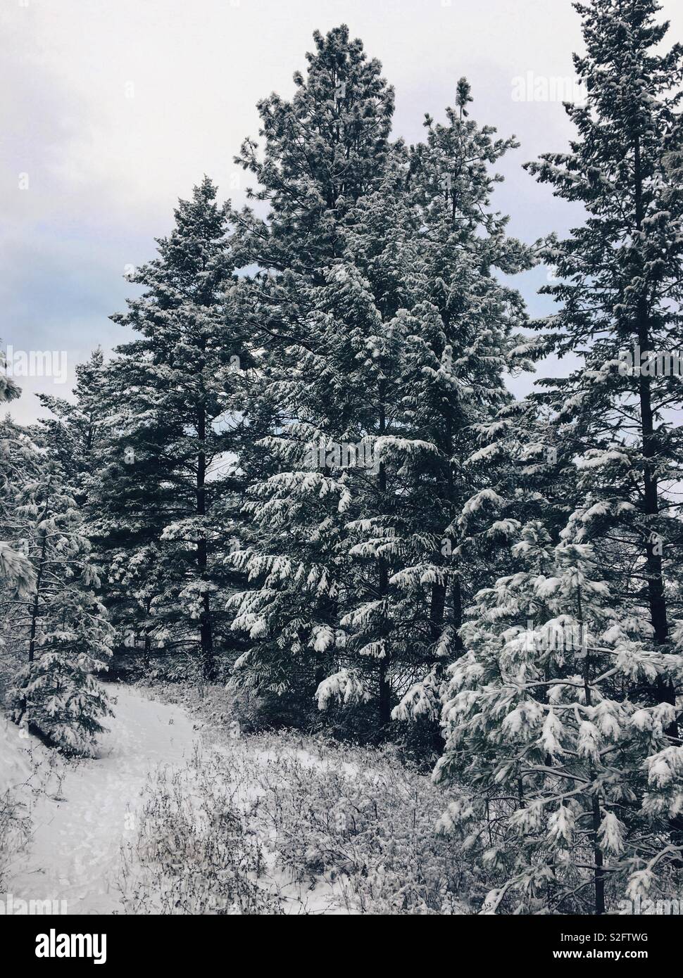 Schnee bedeckt immergrüne Bäume mit einem kleinen verschneiten Wanderweg in den Wald führt. Stockfoto
