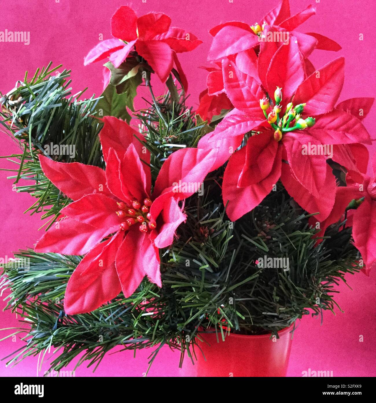 Künstliche Weihnachtsstern Blume Stockfoto Bild 311366141