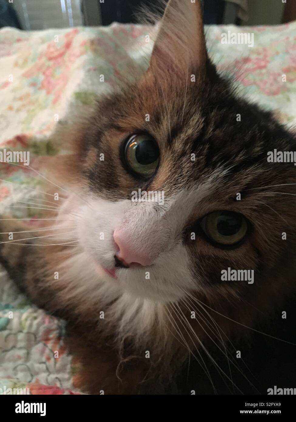 Flauschige Katze Stockfoto