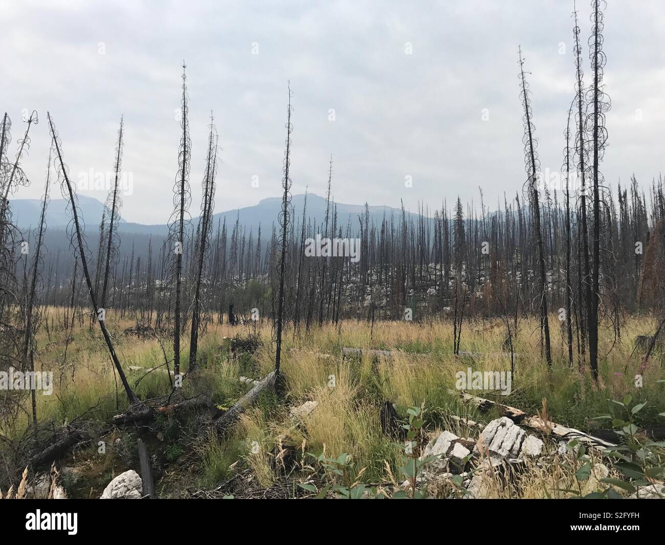 Tote Bäume nach dem zerstörerischen Bush fire Stockfoto