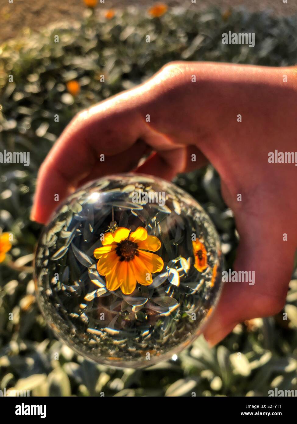 Crystal Ball in der Hand, über einen Patch von gazania Blumen. Kreative Fotografie, crystal ball Brechungsindex. Stockfoto