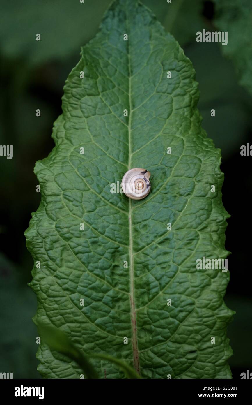 Die kleine Schnecke auf dem grünen Blatt Pflanze Stockfoto