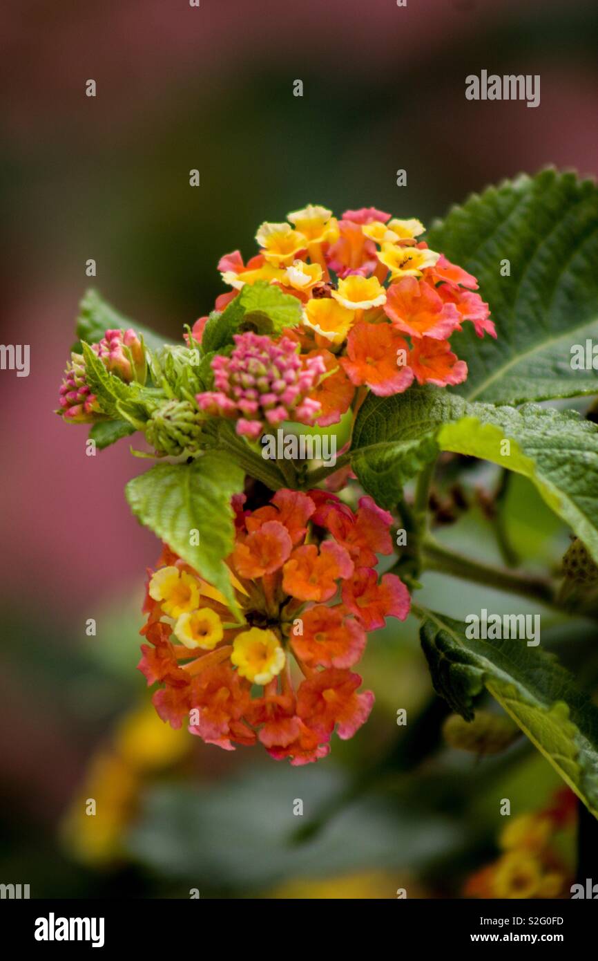 Bunte Blumen Stockfoto