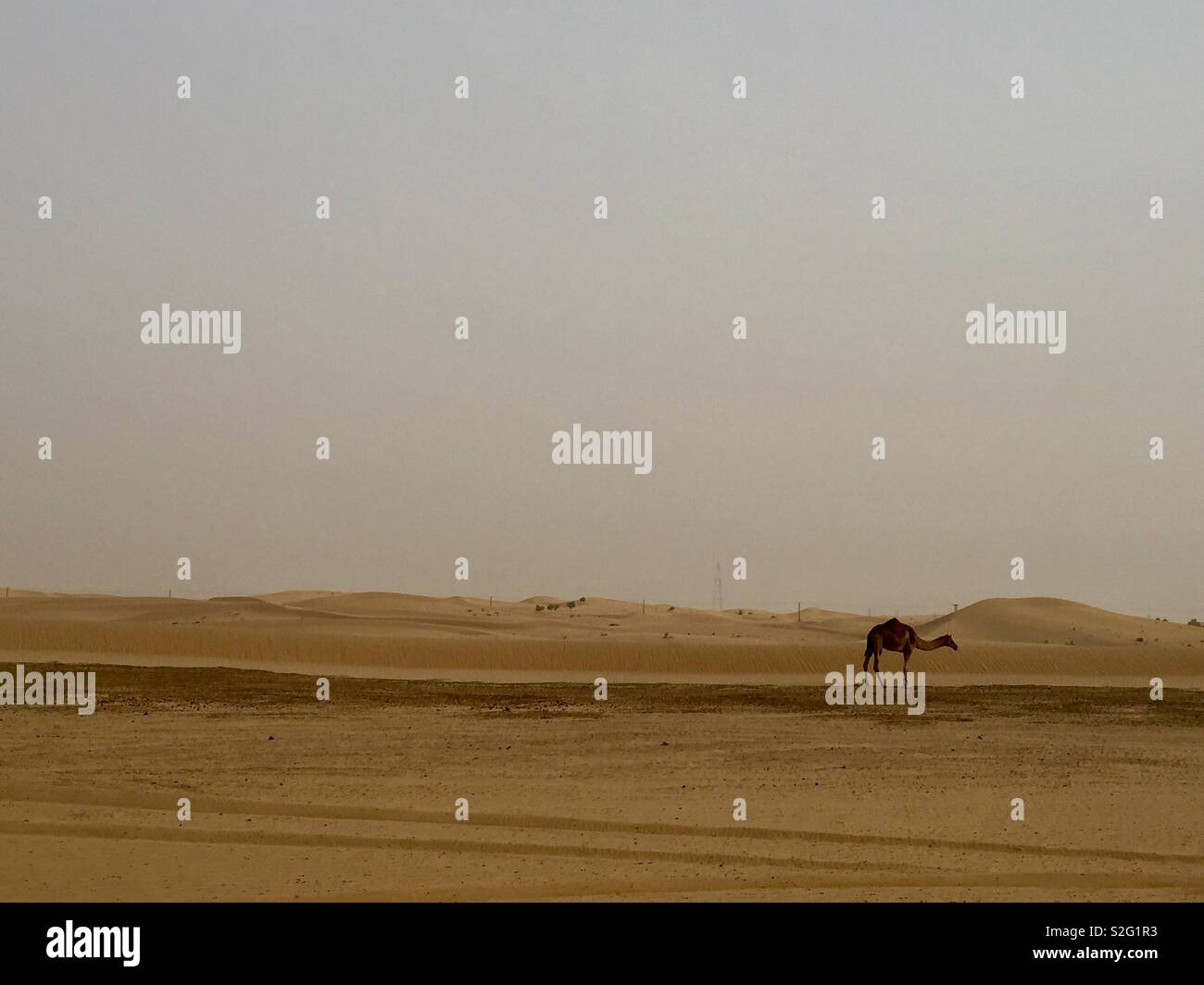 Ein Kamel in der Wüste von Abu Dhabi Stockfoto
