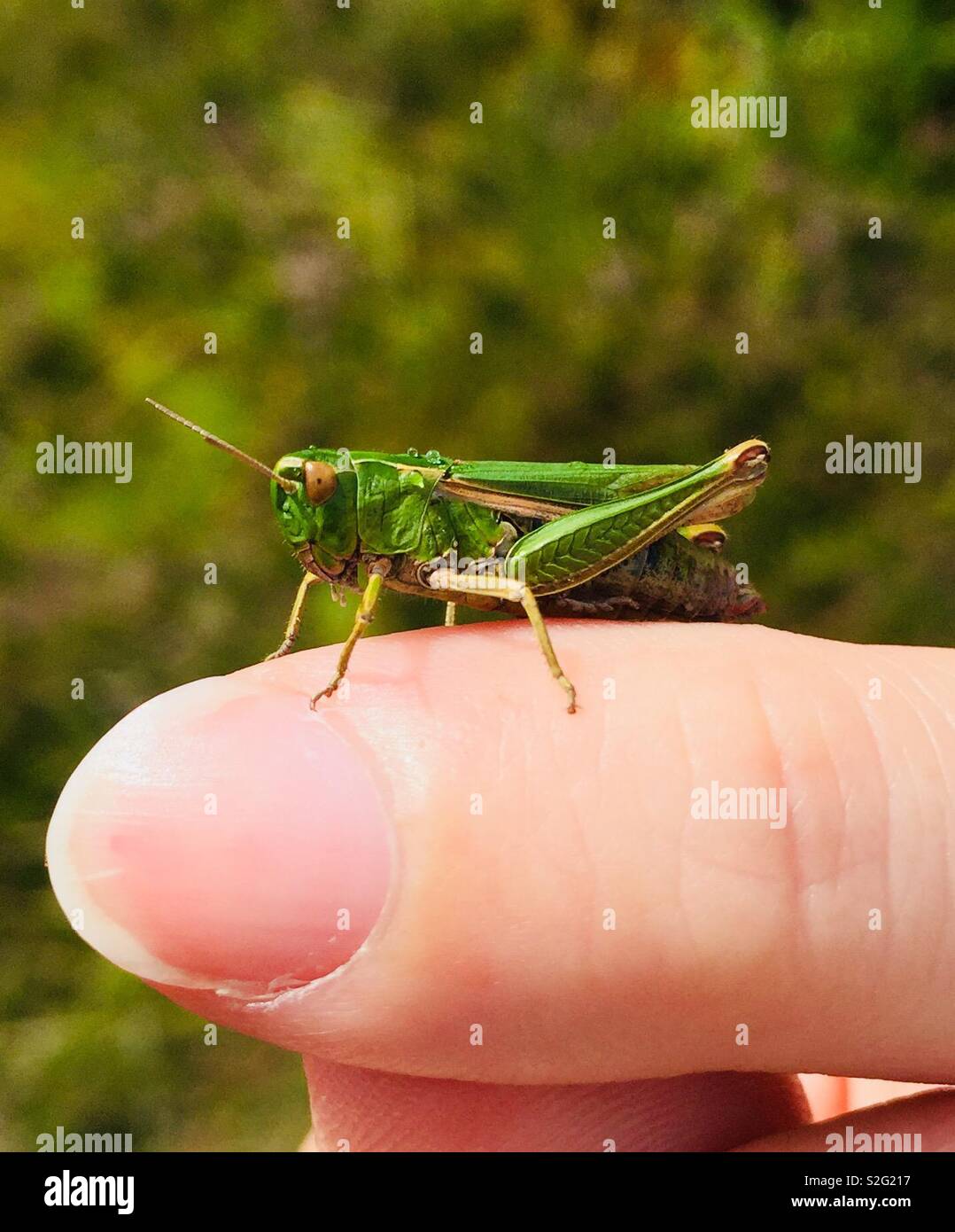Heuschrecke auf Fingertip Stockfoto