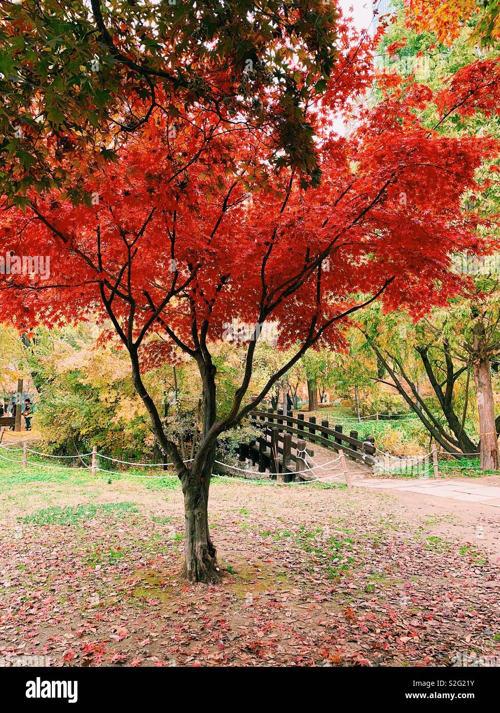 Schöne Blätter Farben alle zusammen in einer Landschaft blended Stockfoto