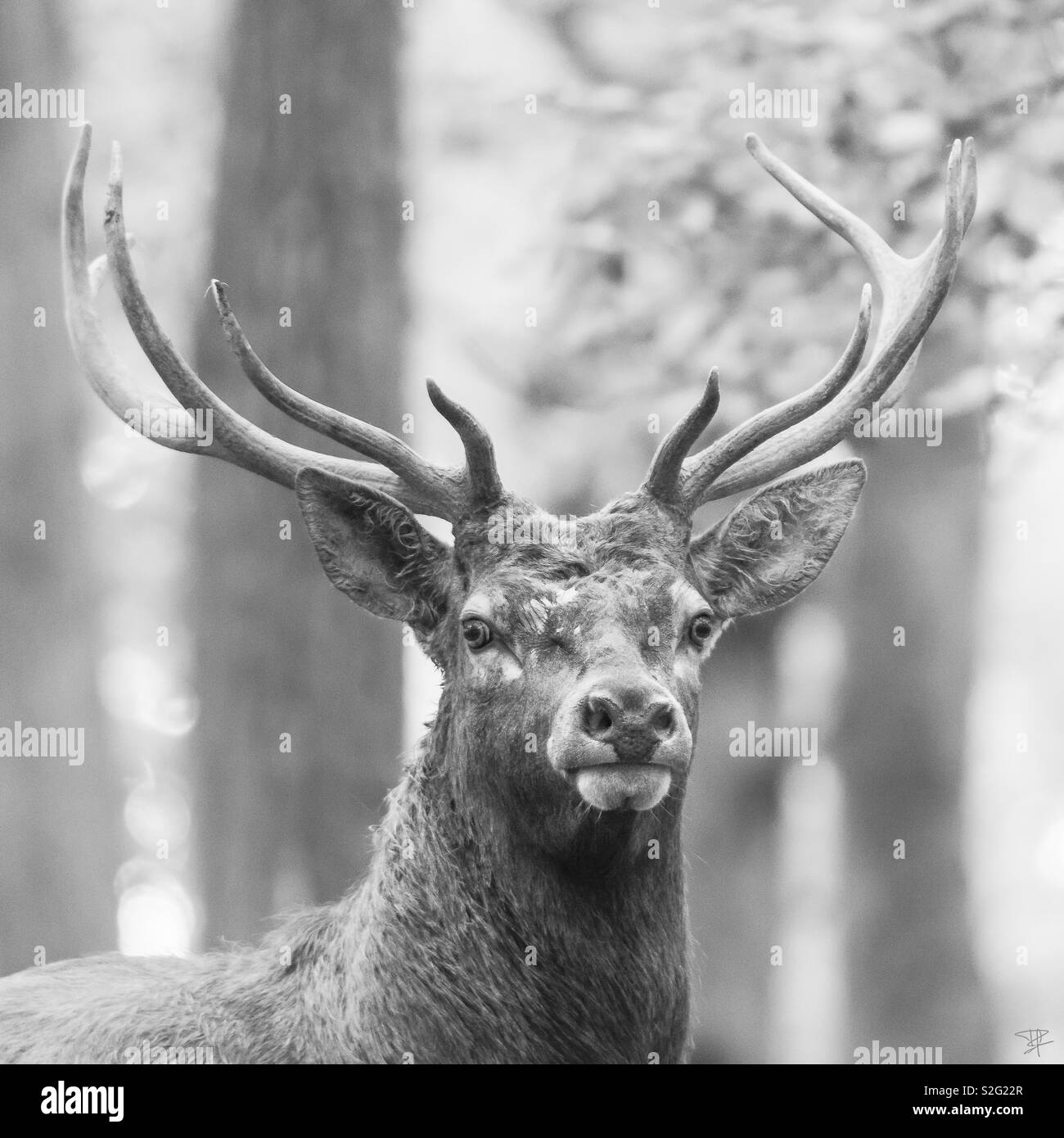 Stag black -Fotos und -Bildmaterial in hoher Auflösung – Alamy