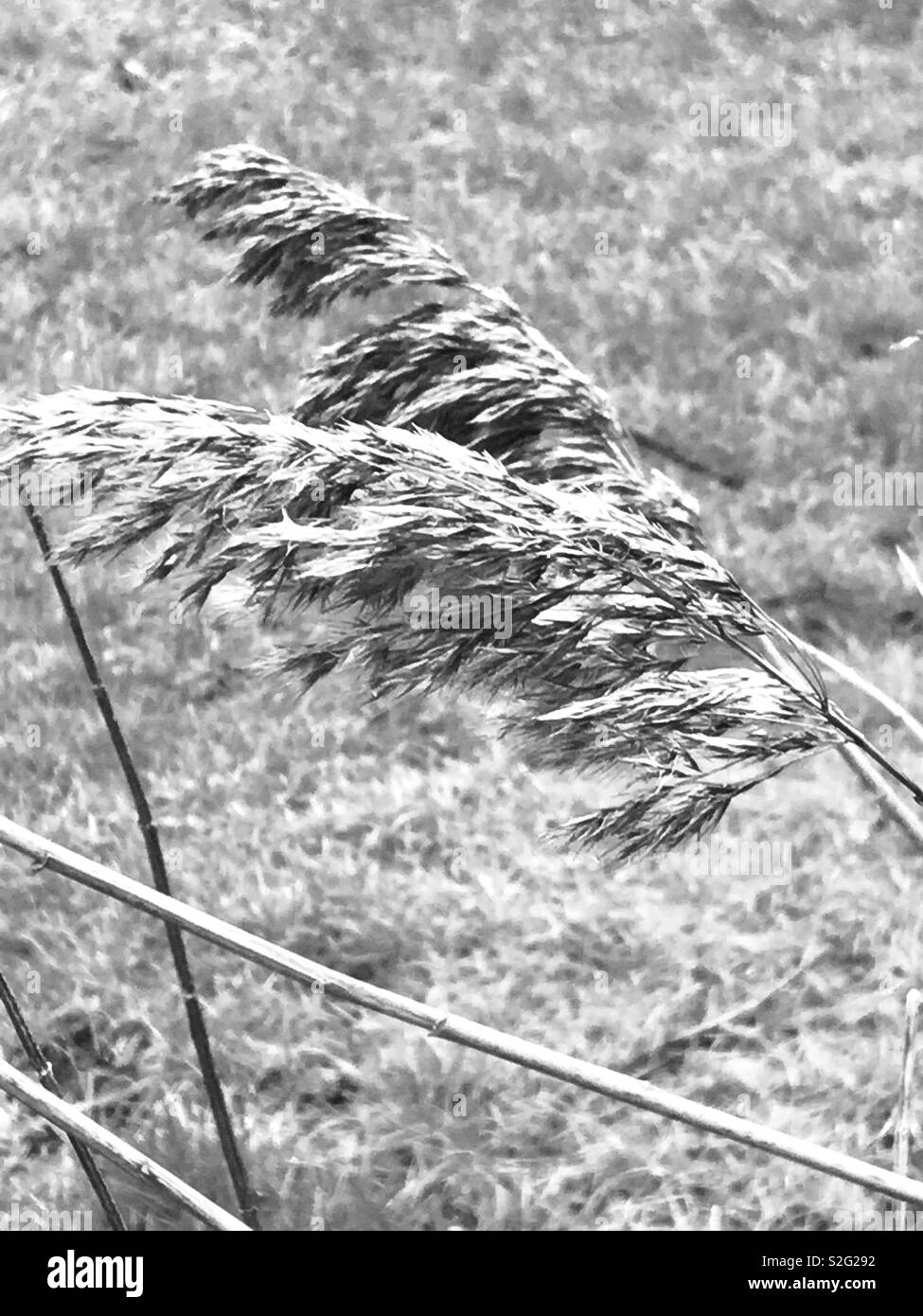 Gras in den Wind Stockfoto