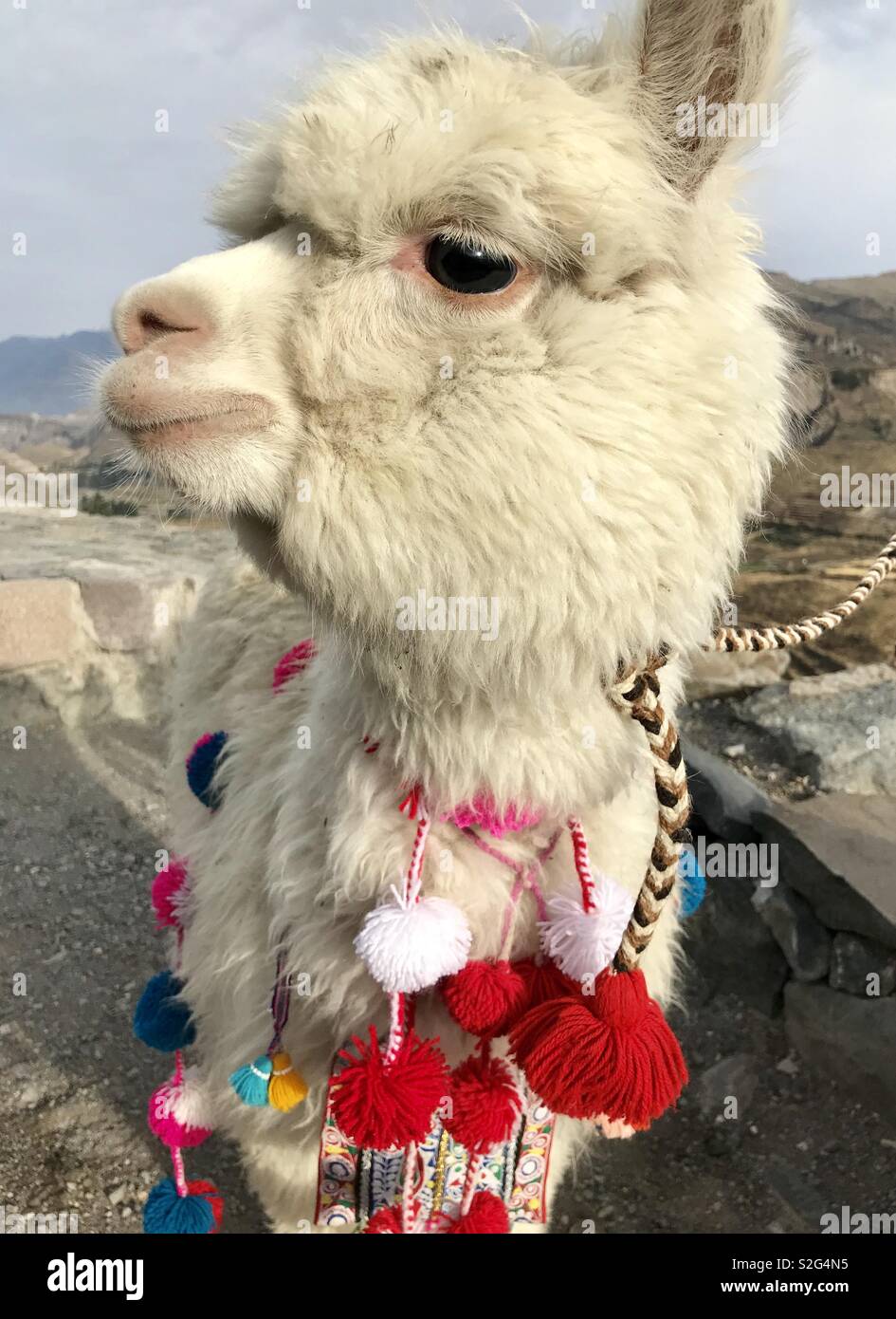 Das schön eingerichtete Alpaka in Peru. - Smartphone-aufgenommenes Stockfoto
