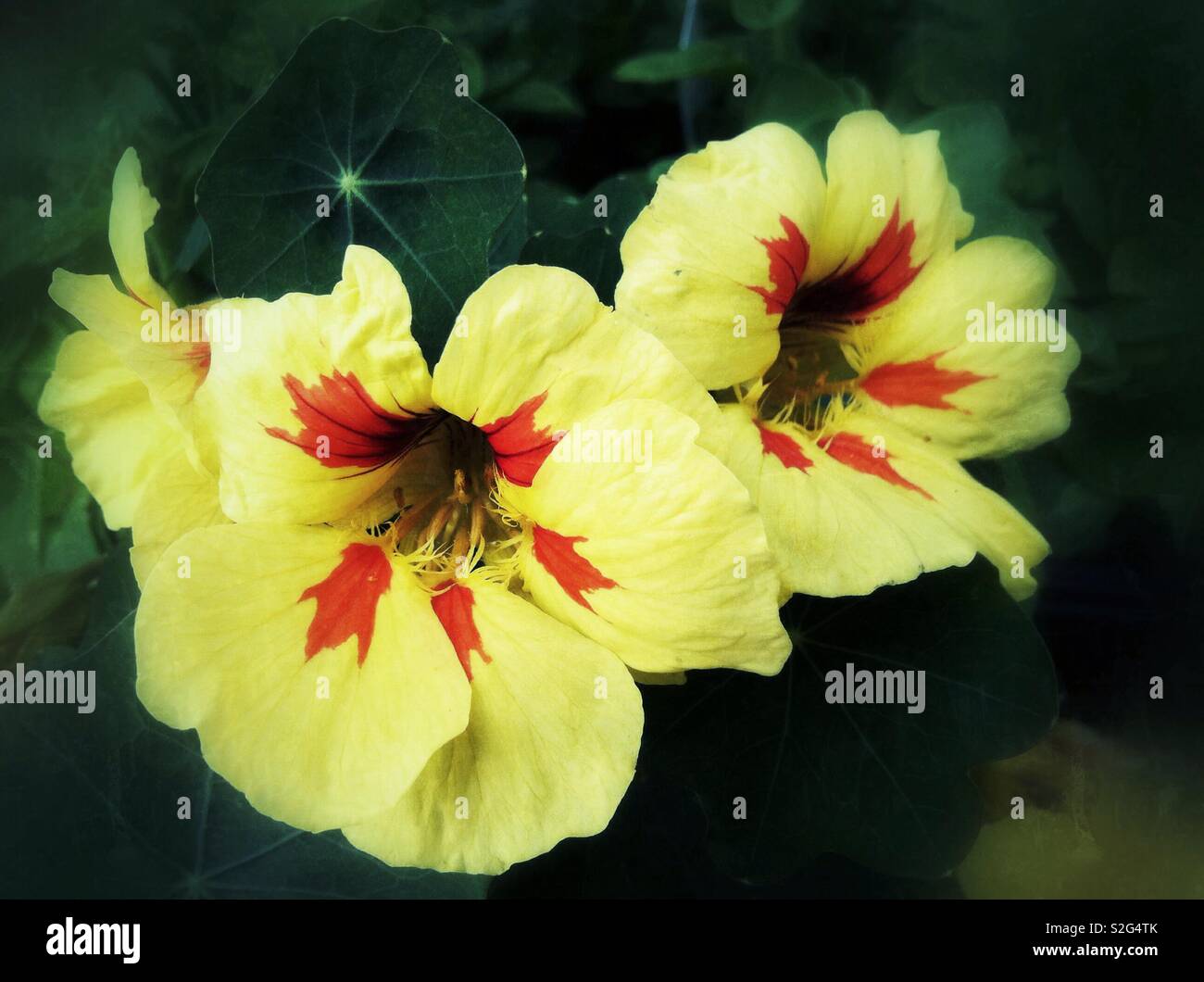 Gelbe Blumen Stockfoto