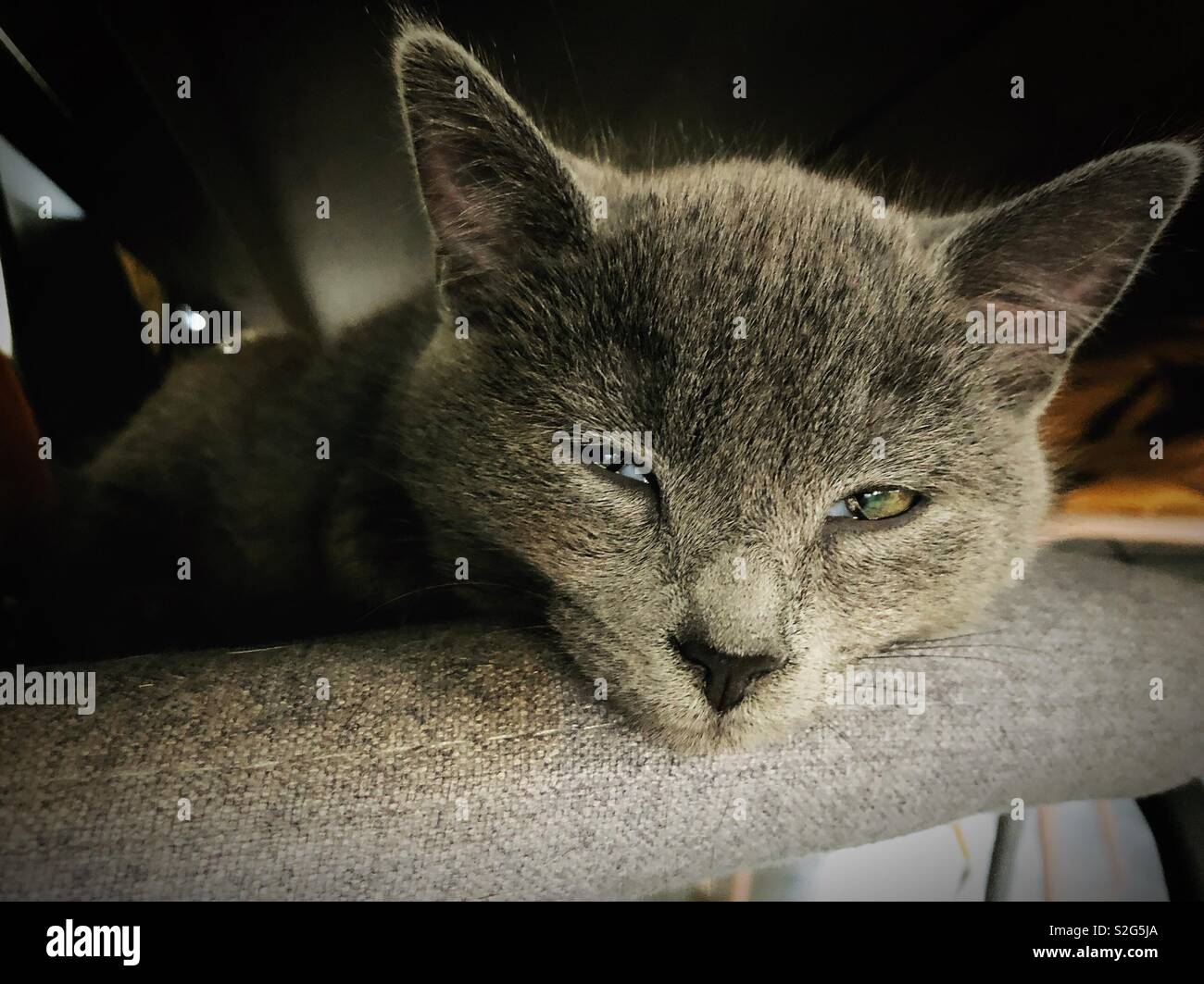 Sleepy Kitten auf einem grauen Stuhl Stockfoto