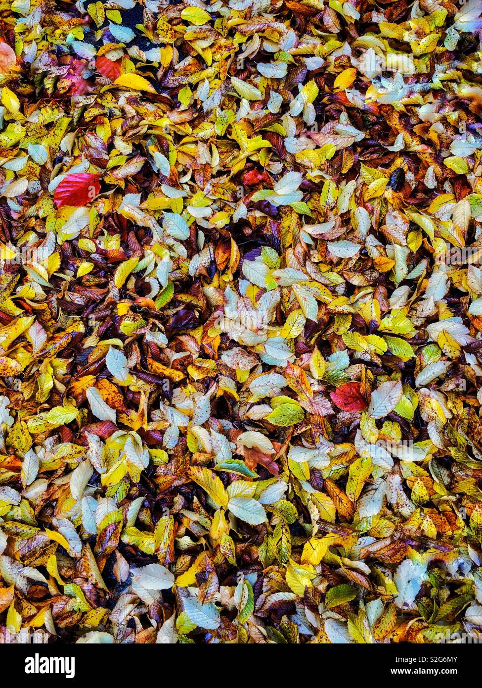 Viele farbige kleine Blätter Füllen der Frame für ein Hintergrund. Stockfoto