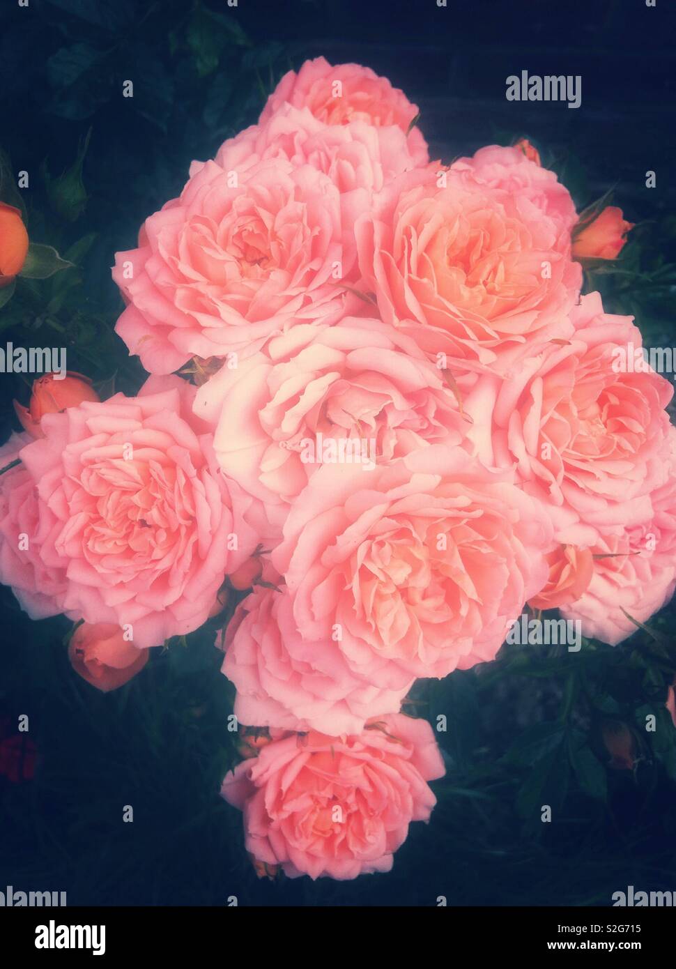 Orange rose Blumen Stockfoto
