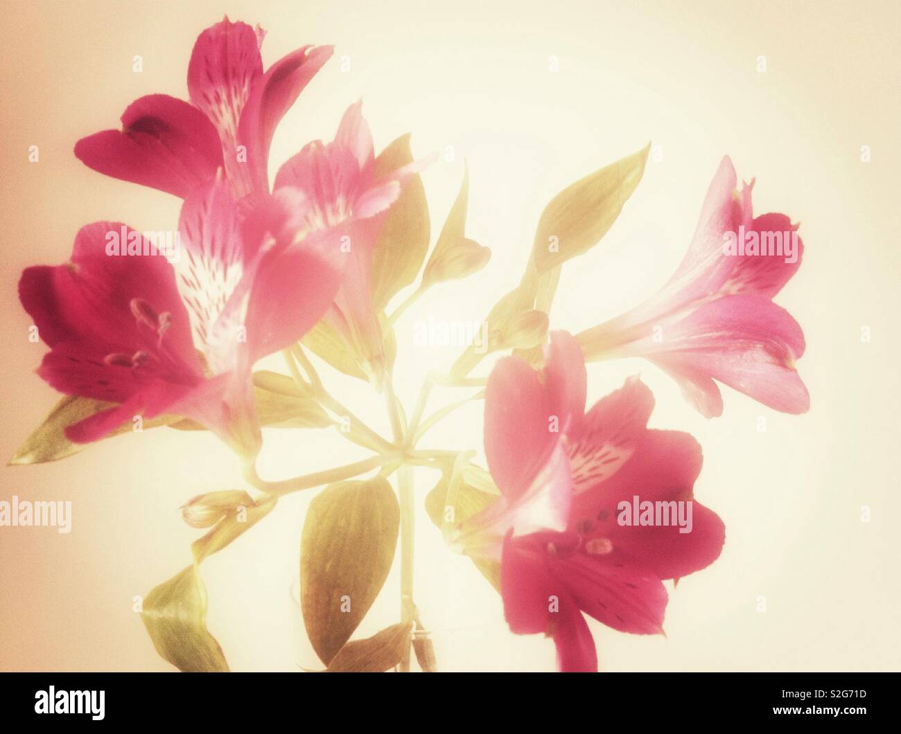Rosa Blüten mit Leuchteffekt Stockfoto