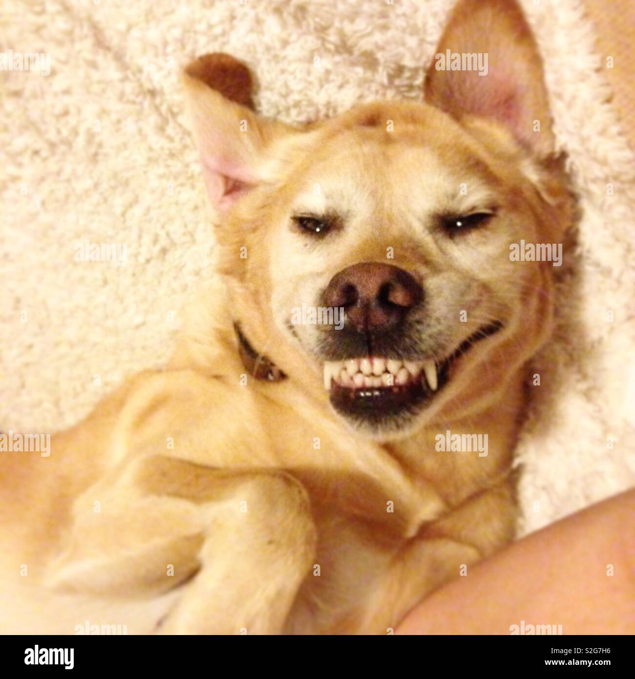 Golden Labrador Retriever lächelnd und verspielt Stockfoto