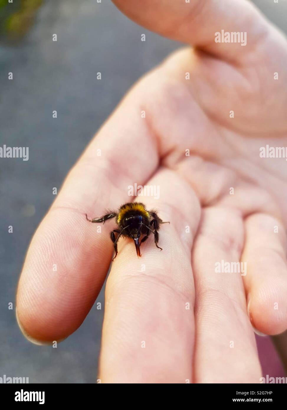 Die Bienen zu retten Stockfoto