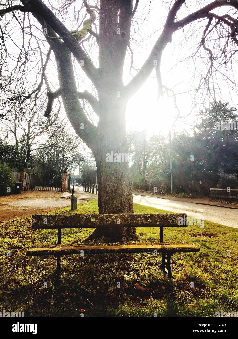 Eine Holzbank vor einem Baum im Januar, beleuchtete von morgen das Sonnenlicht. - Smartphone-aufgenommenes Stockfoto