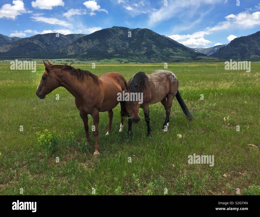 Zwei schöne Pferde grasen auf Wyoming Weide. Stockfoto