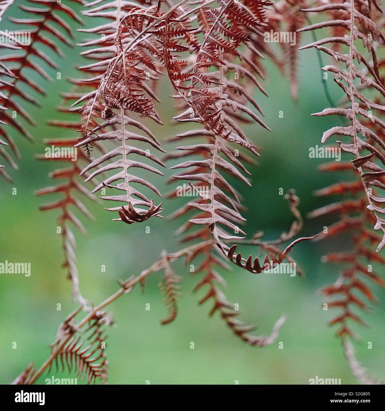 Abstrakte Braun Farn Blatter Im Garten Stockfoto Bild 311373445