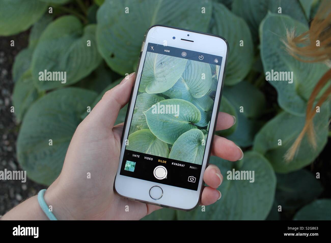 IPhone unter Bild der grünen Blätter Stockfoto