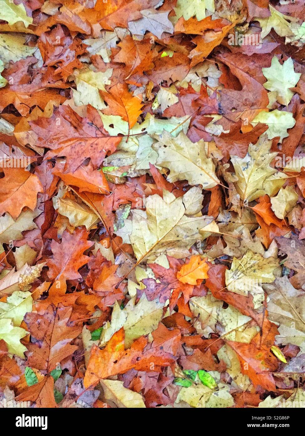 Blatt Herbst Stockfoto