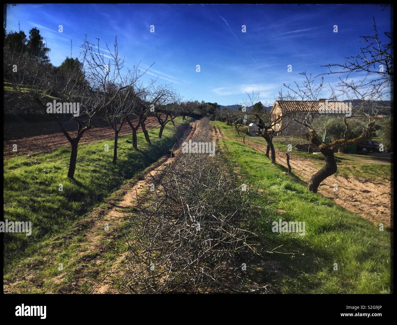 Mandel Beschneidung, Katalonien, Spanien. Stockfoto