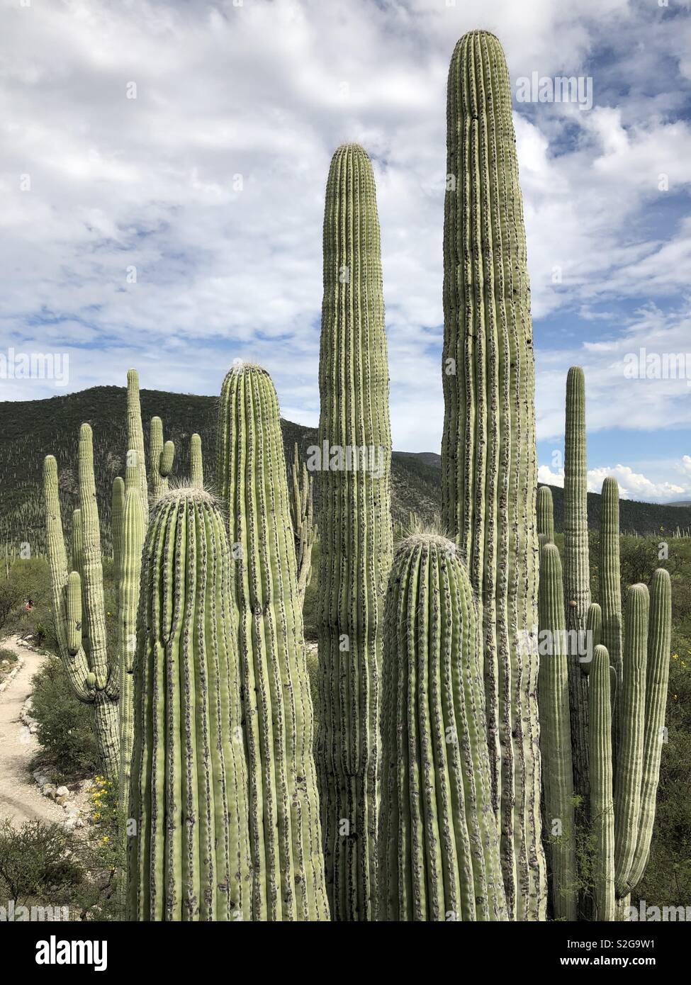 Cactus Green Thorn Stockfoto