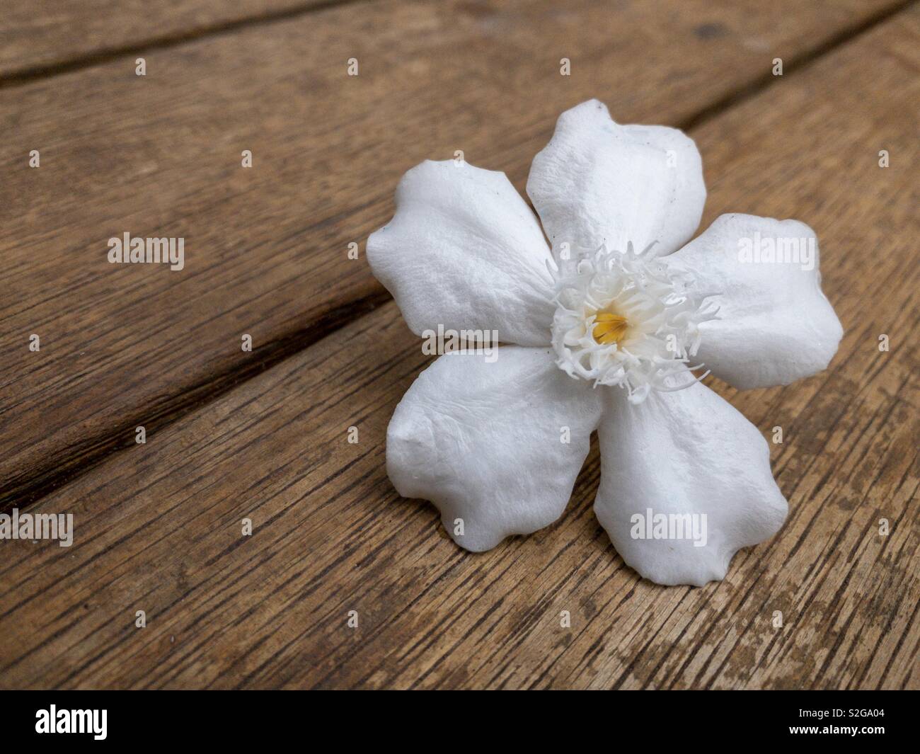 Weiße tropische Blume auf einem Holzdeck gefallen. Stockfoto