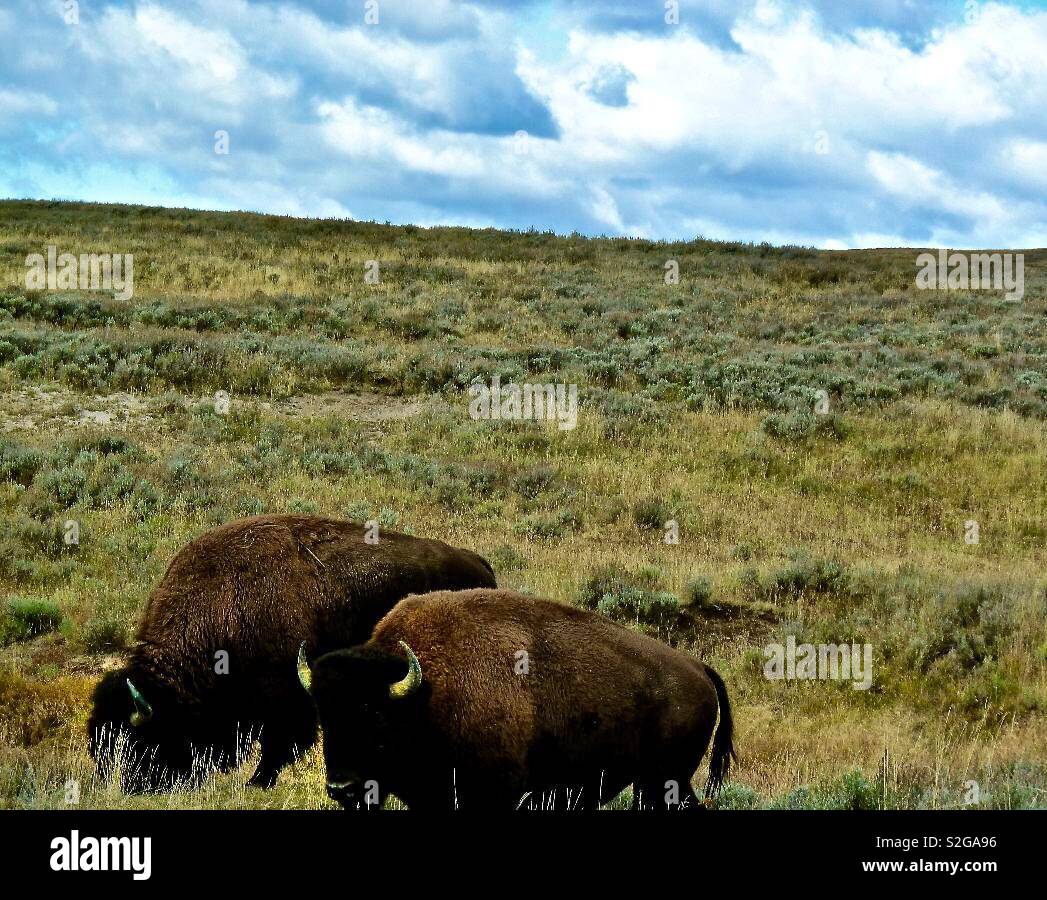 Zwei amerikanische Bisons grasen auf einer Wyoming Hang Stockfoto