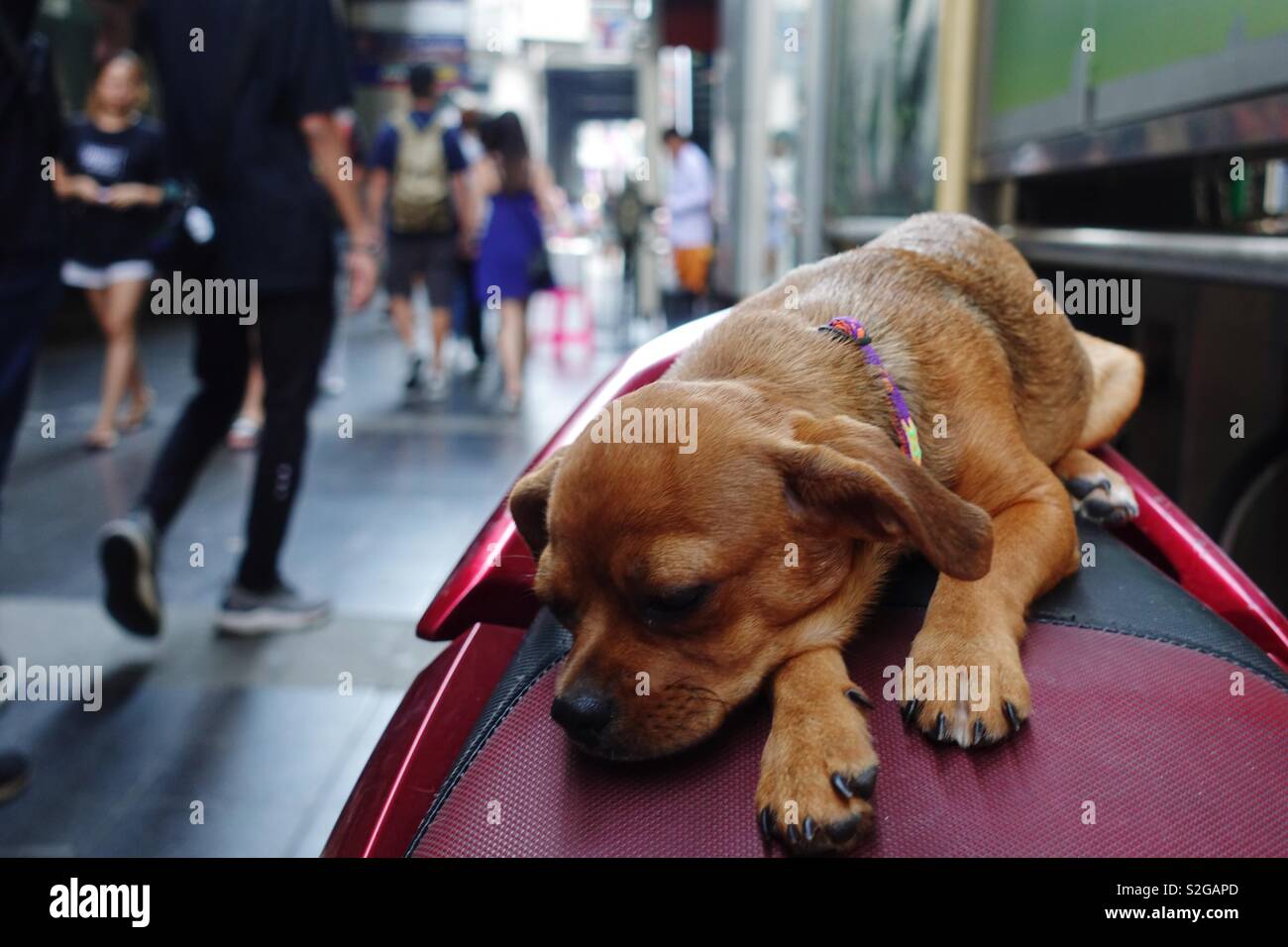 Winzige Hund schläft auf dem Sitz eines Motorrad in der Stadt Stockfoto