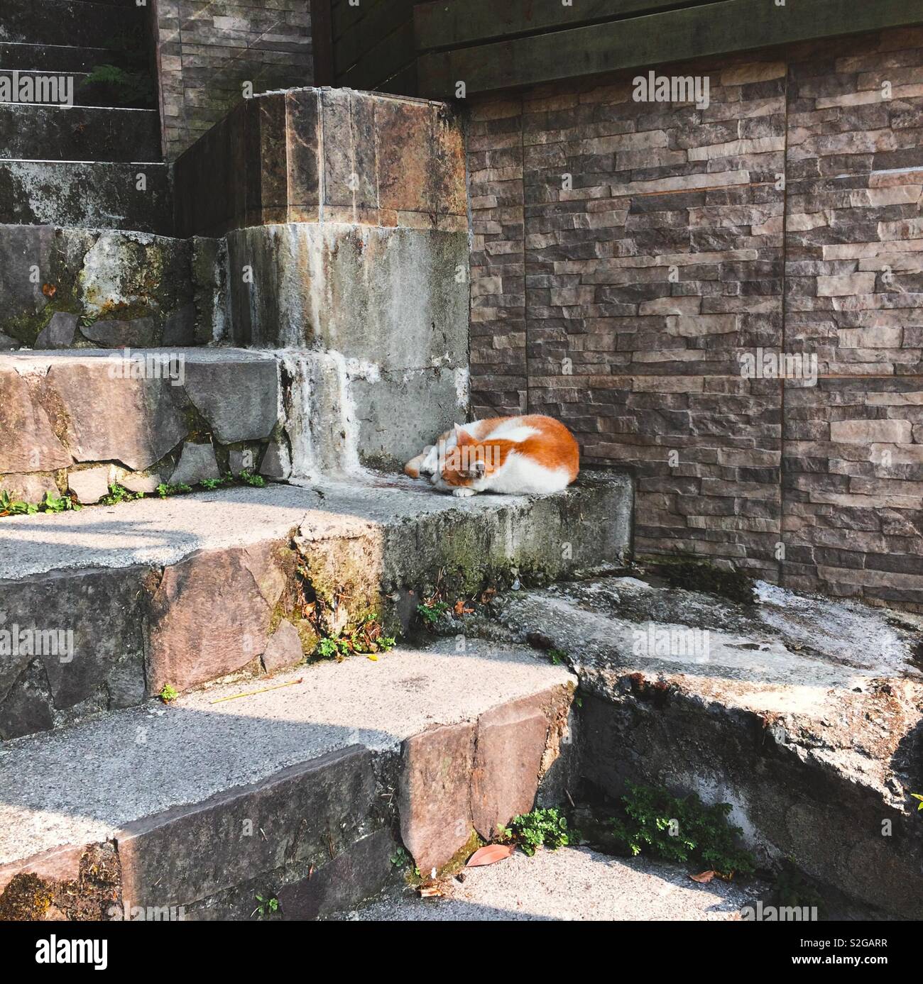 Katze auf Stein Schritte Stockfoto