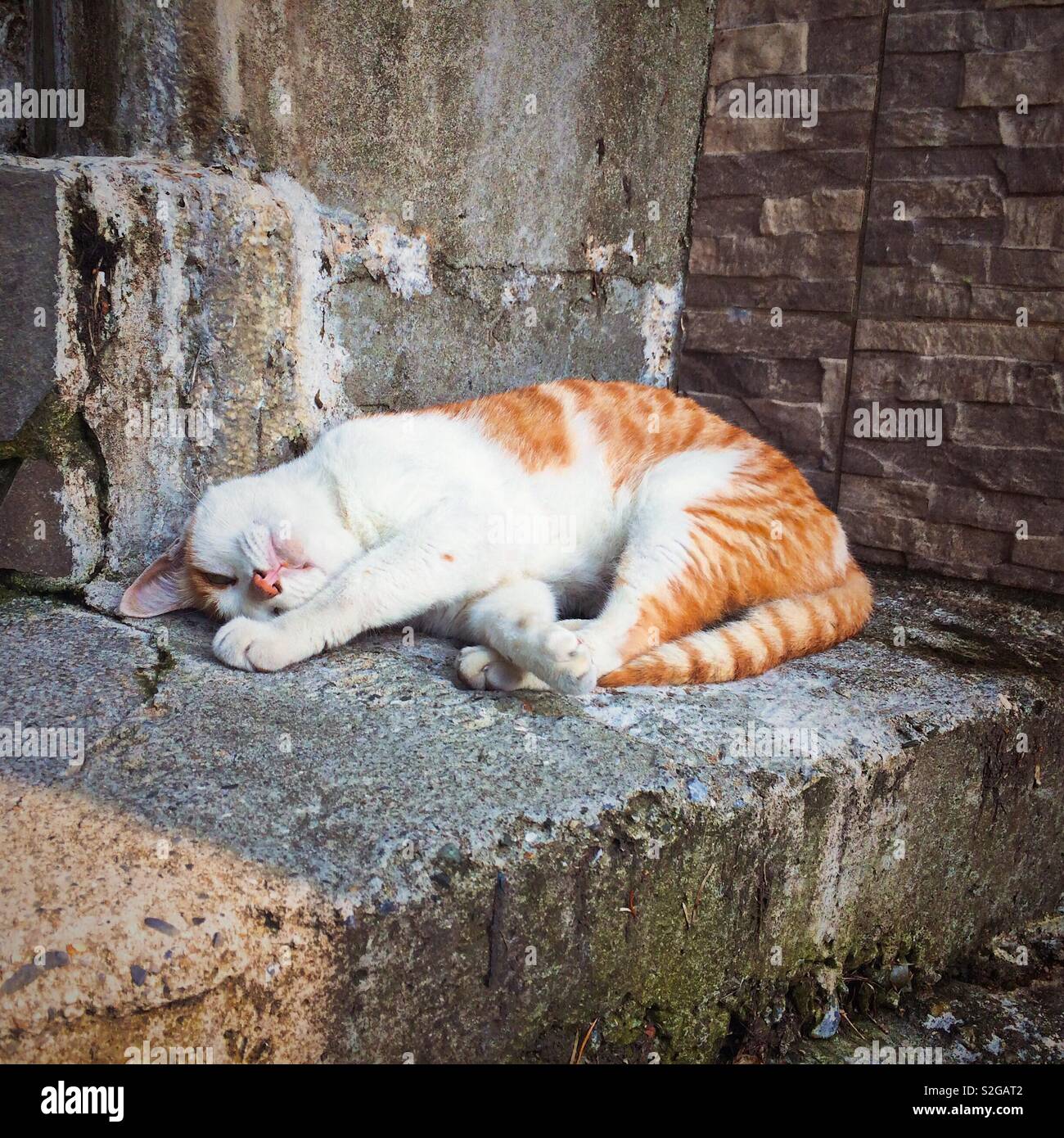 Katze auf Stein Schritte Stockfoto