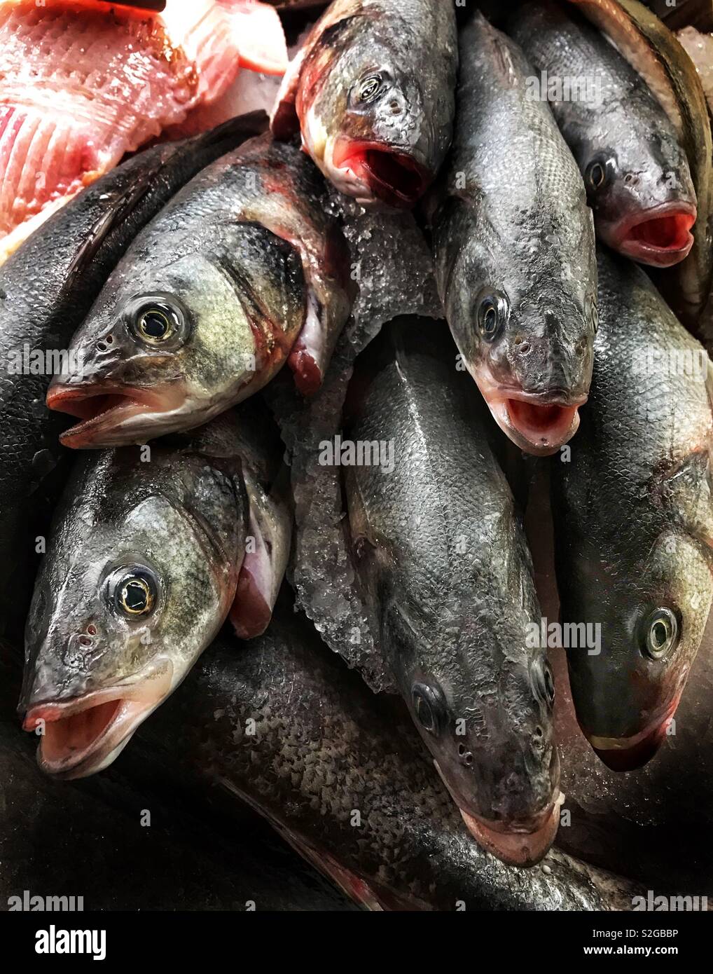 Frischer Seebarsch - Smartphone-aufgenommenes Stockfoto