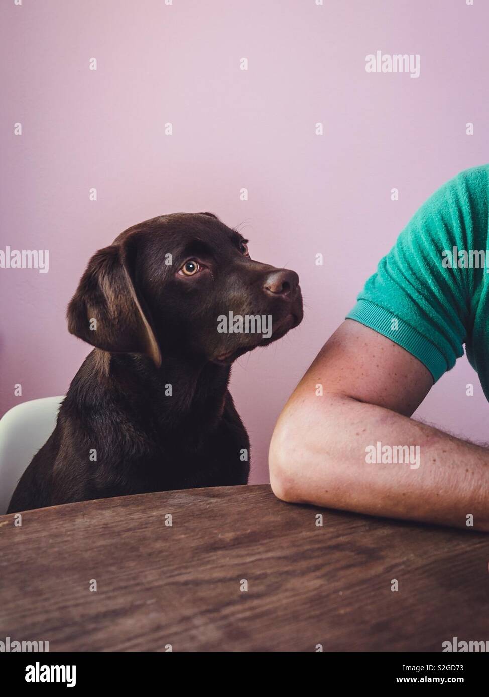 Nette junge Hund am Tisch sitzt, geduldig und aufmerksam starrte auf seinen Besitzer. - Smartphone-aufgenommenes Stockfoto