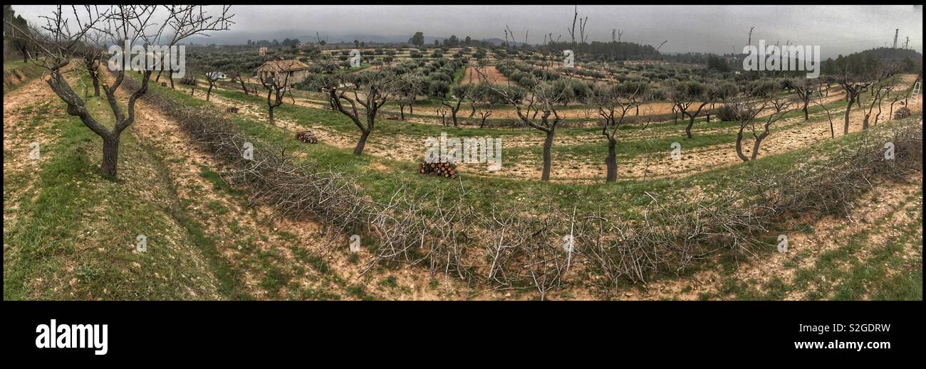 Beschneidung terrassierten Mandelbäume, Katalonien, Spanien. Stockfoto