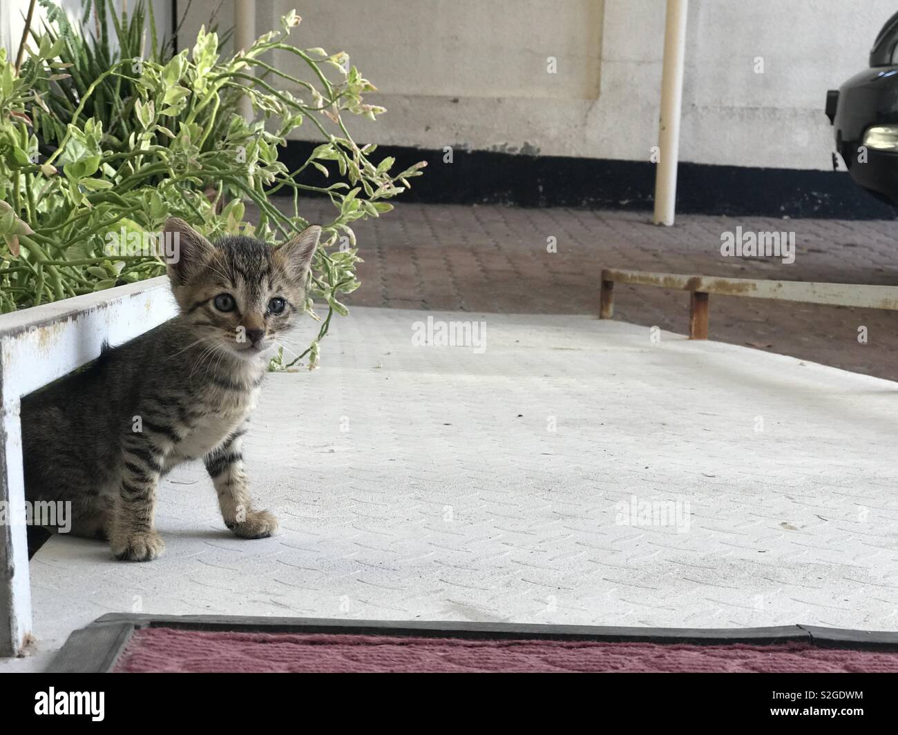 Kitten: Erkundung der umliegenden - Smartphone-aufgenommenes Stockfoto