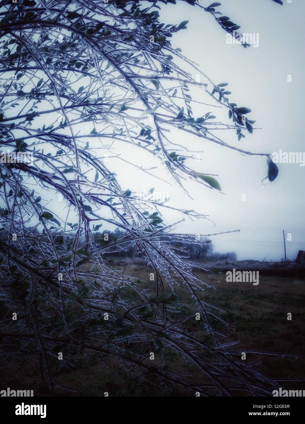 Eis bedeckt Laub mit Feld hinter - Smartphone-aufgenommenes Stockfoto