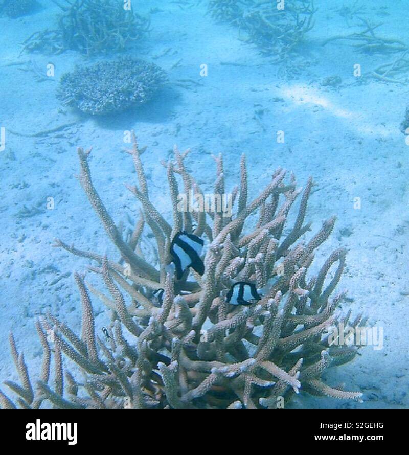 Schwarze und weiße Fische schwimmen gegen Coral Stockfoto